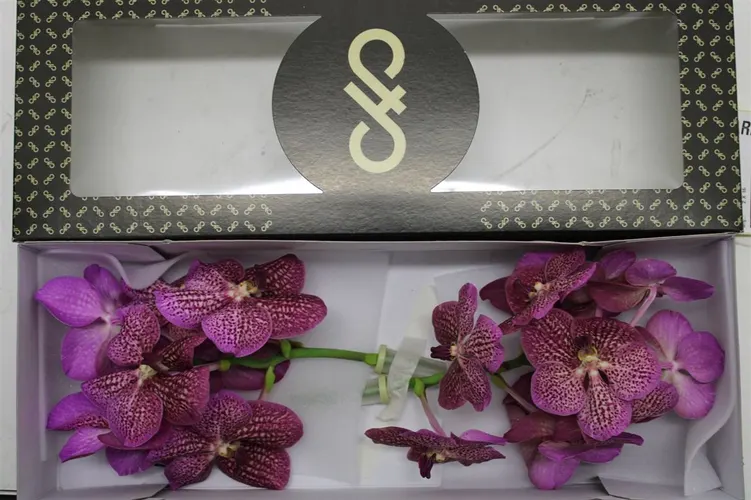 Vanda Ni Tropi Punch