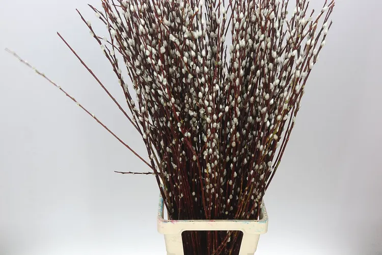 Salix Pussy Willow 100 cm