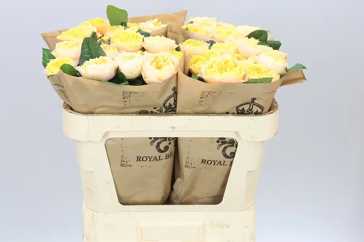Rosa Gar Golden Vuvuzela 70 cm