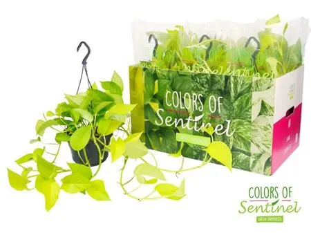 Epipremnum Golden Pothos Hang črepník 15 cm
