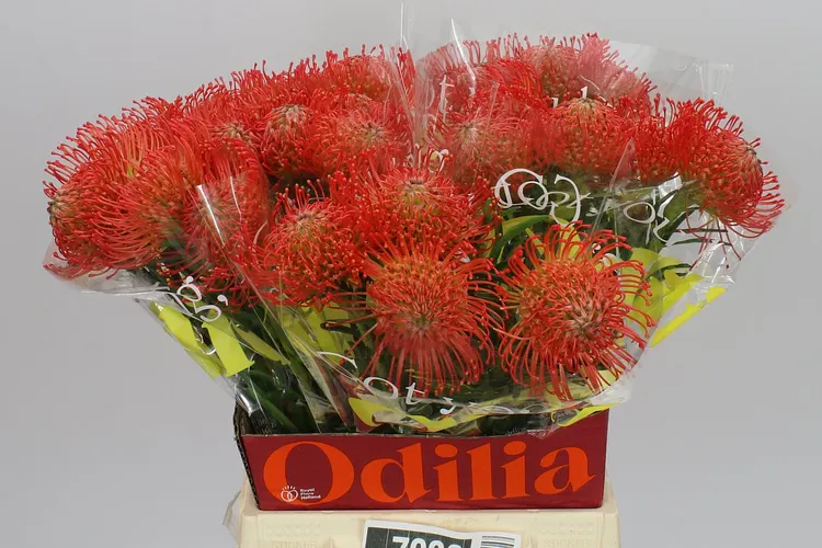 Leucospermum Succession 50 cm