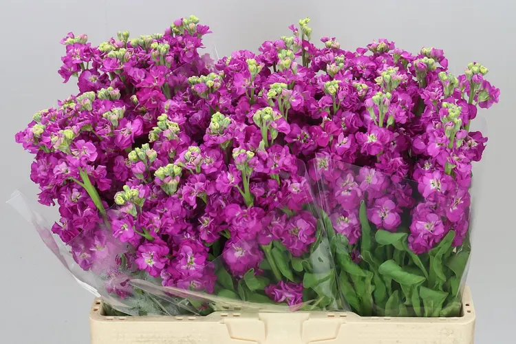 Matthiola Cerise 58 cm