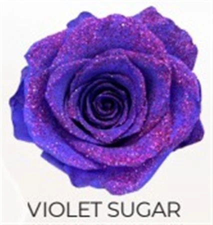 Ruža farbená Violet Sugar, Ekvádor 50 cm