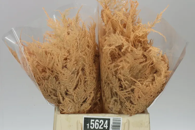 Aspa 1e Veren Apricot X50 45 cm