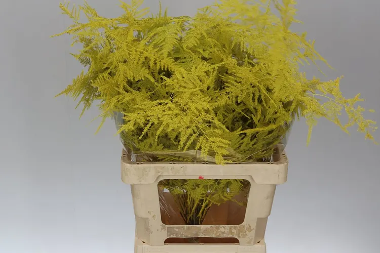 Asparagus Extra Veren Yellow 65 cm