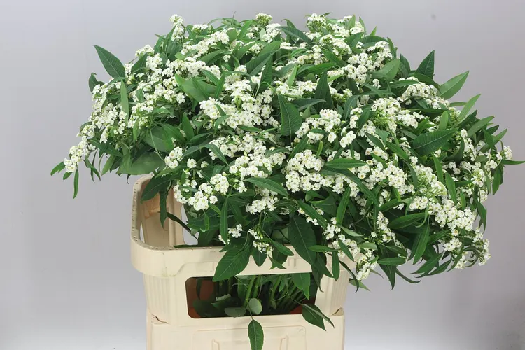 Euphorbia F T Quicksilver 80 cm