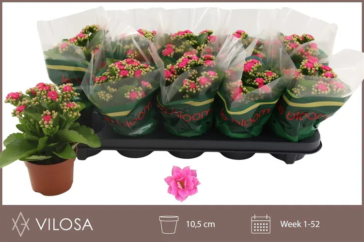 Kalanchoe Rosalina Roze črepník 10,5 cm