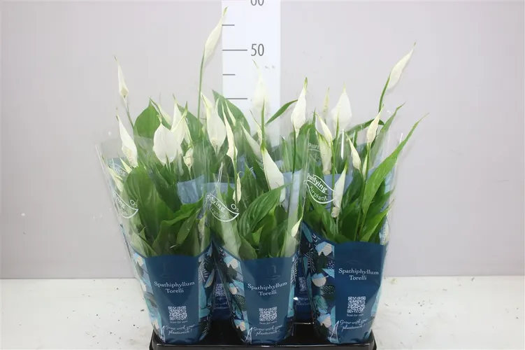Spathiphyllum Torelli črepník 12 cm