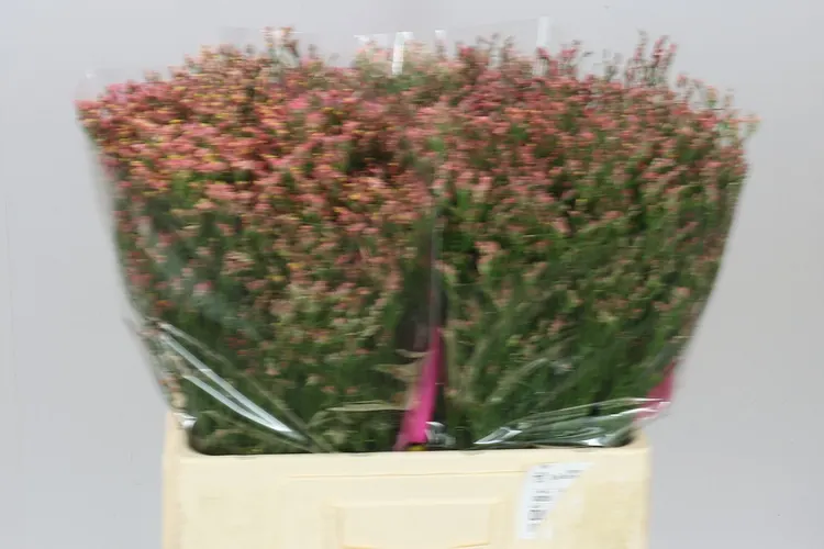 Lim. Sin Maxim Diamond Oranje 60 cm