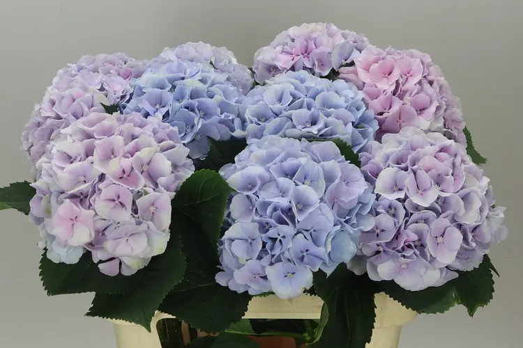 Hydrangea Verena Lavender 80 cm