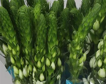 Ornithogalum Milky Way 40 cm