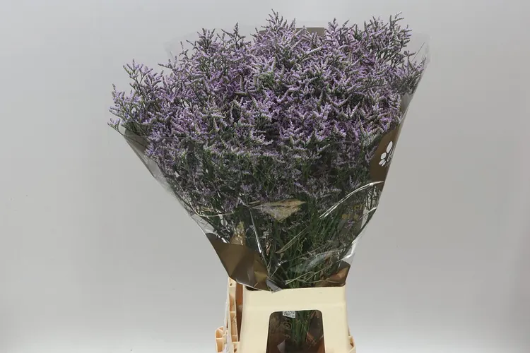 Limónium Saf Lilac 80 cm