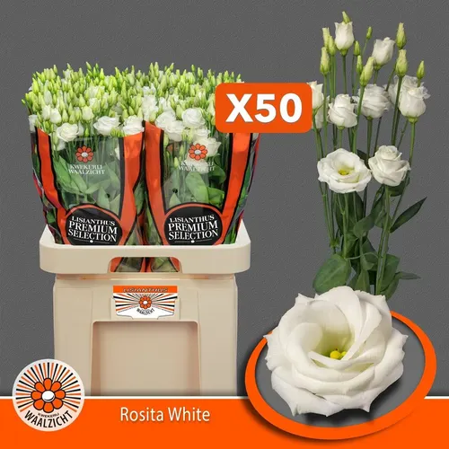 Eust Du Rosita White Ex 70 cm