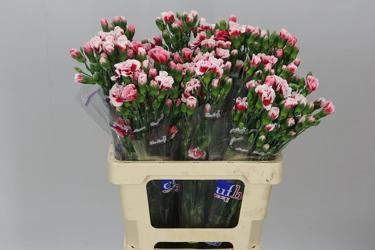 Di Tr Scarlette Plus 65 cm