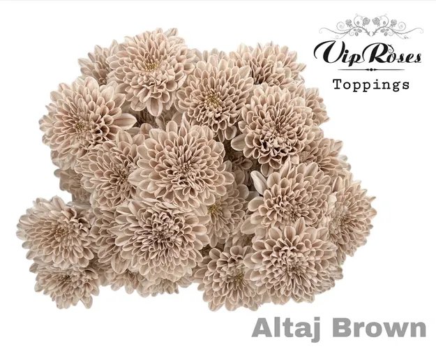 Chryzantéma trsová Altaj Brown 70 cm