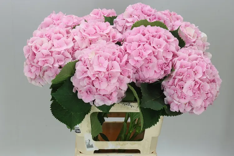Hyd Verena Pink Pale 65 cm