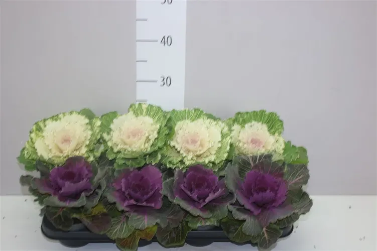 Okrasná kapusta mix črepník 12 cm