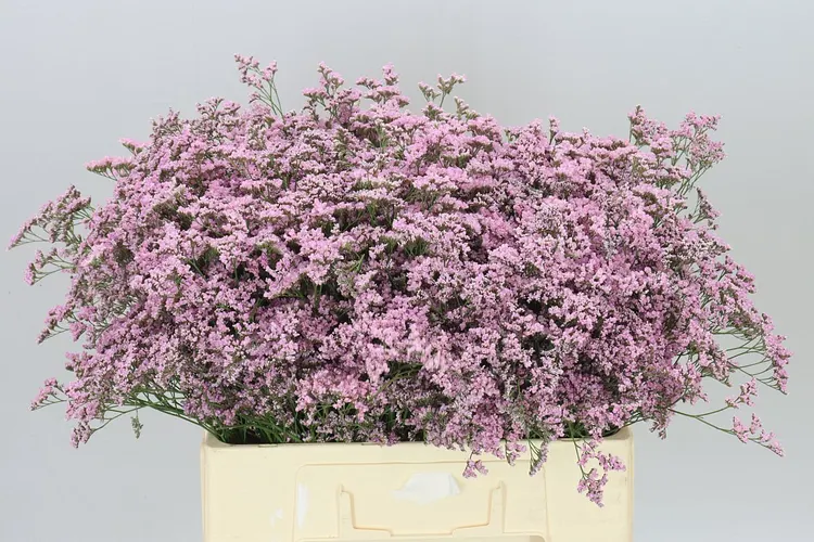 Limónium Saf Oshi Pink 60 cm