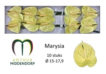 Anth Marysia