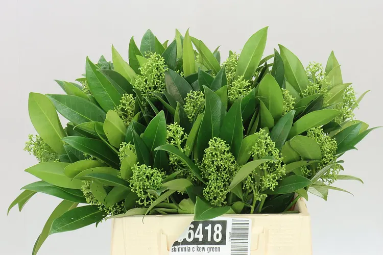 Skimmia C Kew Green 43 cm