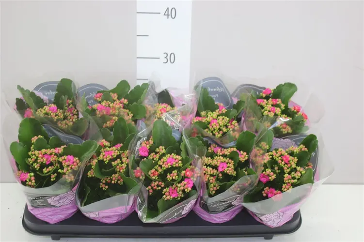 Kalanchoe Calandiva Lila črepník 10,5 cm