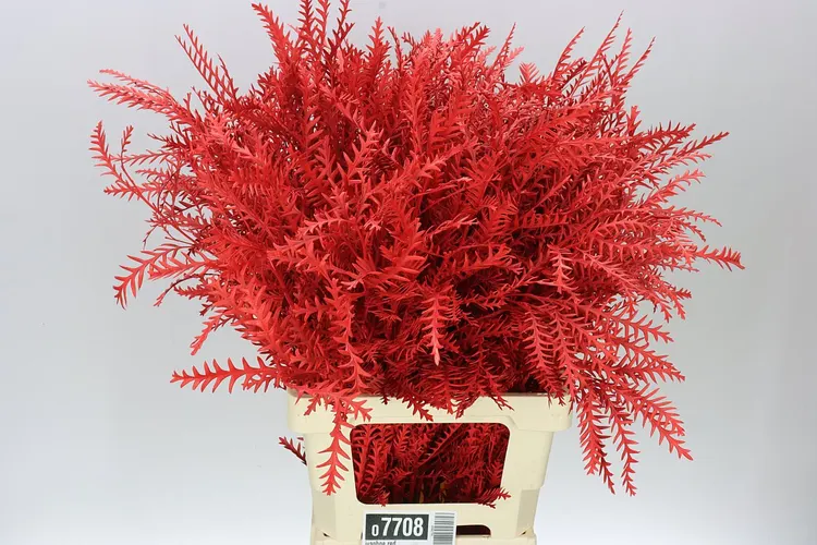 Ivanhoe Red 60 cm