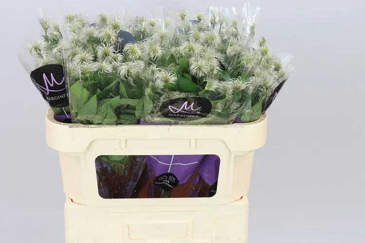 Clematis Amazing Kibo 70 cm