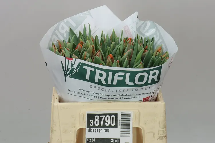 Tulipán papagájový Pr Irene 35 cm