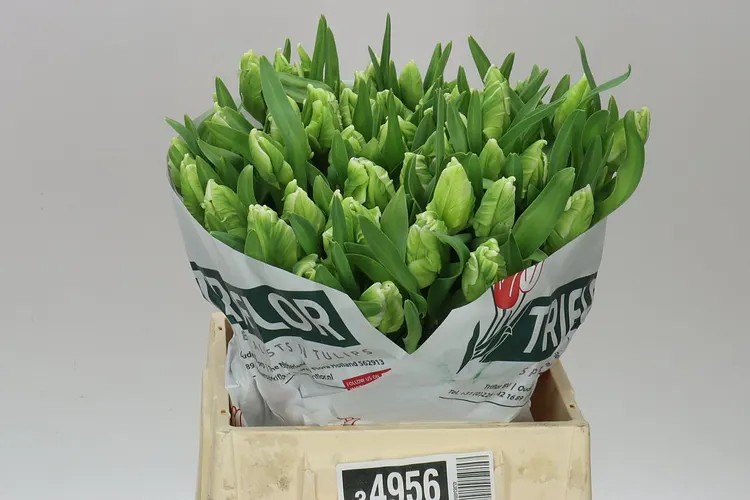 Tulipán papagájový Superparrot 40 cm