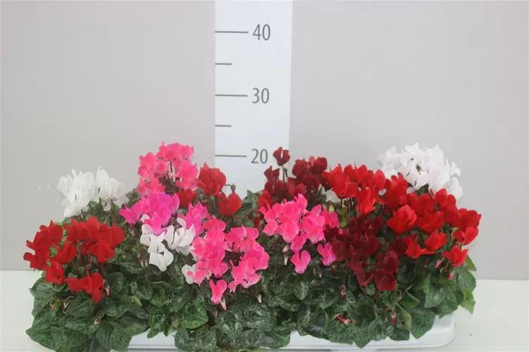 Cyklámen malokvetý S S Verano mix črepník 9 cm