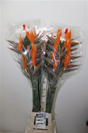 Strelície (Strelitzia)