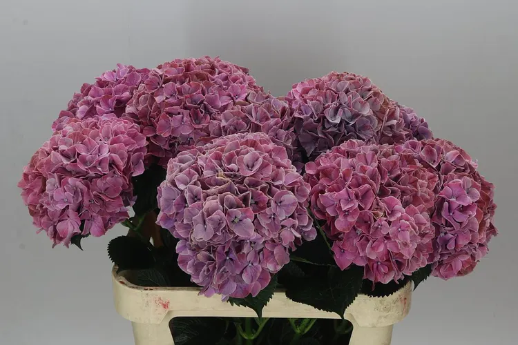 Hydrangea Sweet Ruby 80 cm