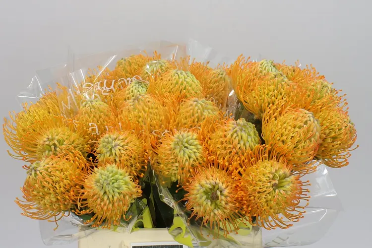 Leucospermum Jelena 40 cm
