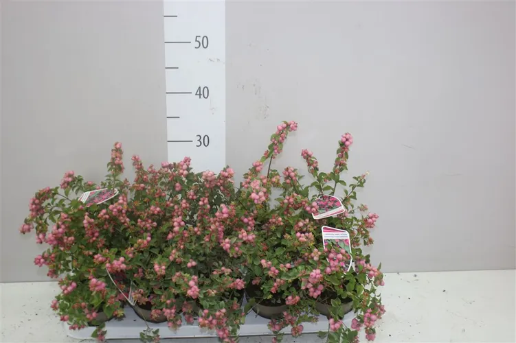 Symphoricarpos Magical Sweet črepník 11 cm