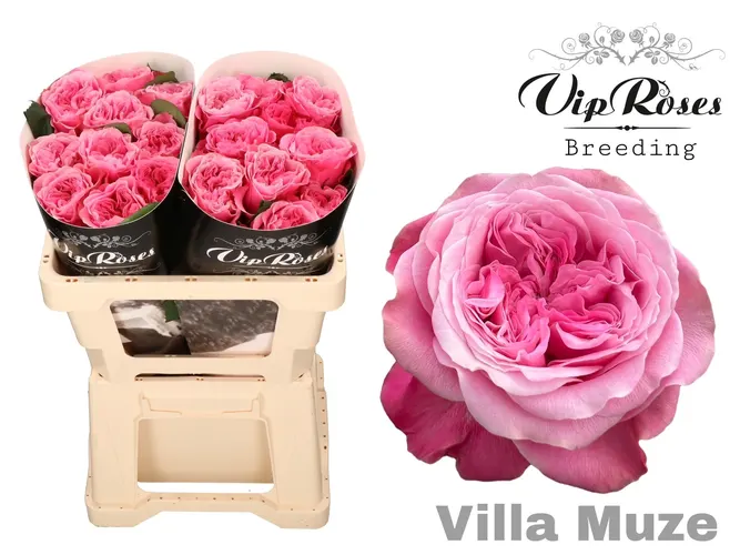 R Gr Villa Muze X20 40 cm