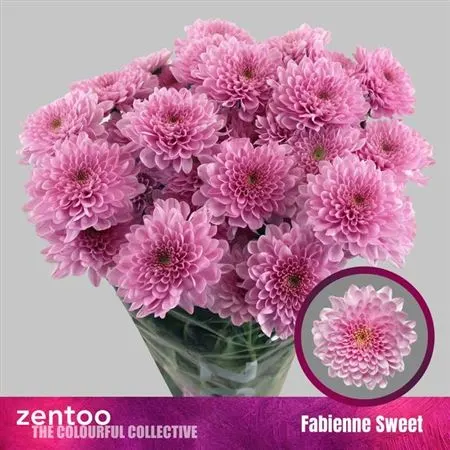 Chr T Fabienne Sweet 70 cm