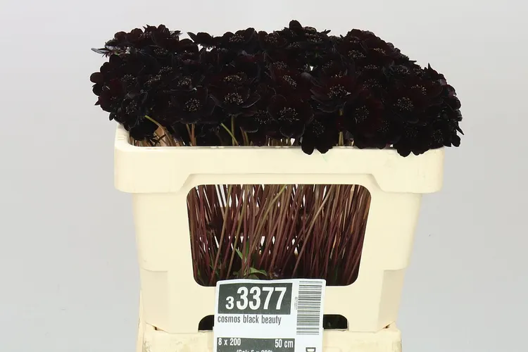 Cosmos Black Beauty 50 cm