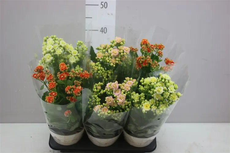 Kalanchoe Sunny Gemengd črepník 14 cm
