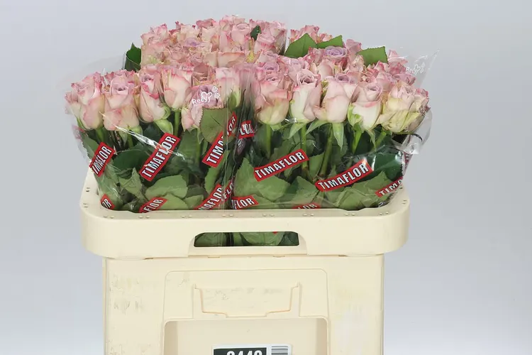 Rosa Gr Memory Lane! 60 cm