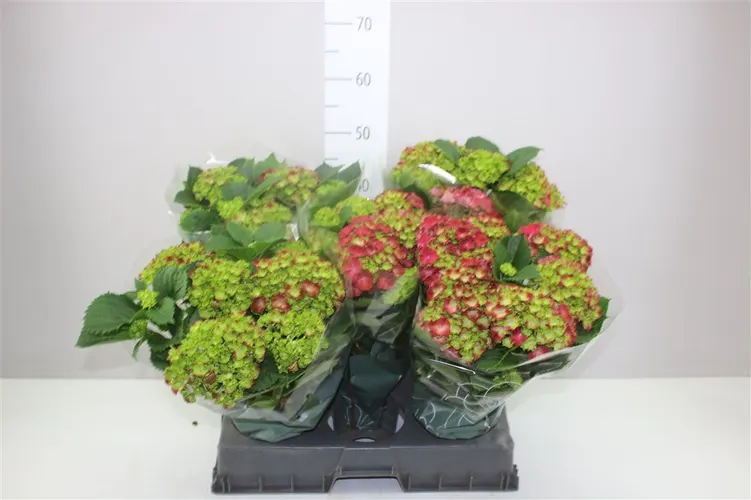 Hydrangea Hi Fire 7+ črepník 14 cm
