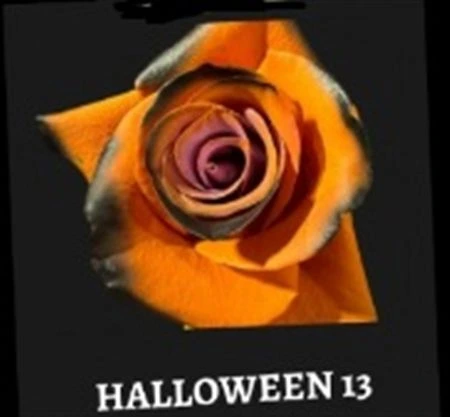 Ruža farbená Halloween 13, Ekvádor 50 cm