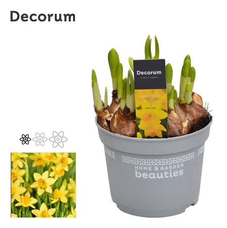 Narcis Tete A Tete črepník 12 cm