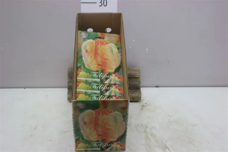 Bol Tulp Parrot Parrot King X7