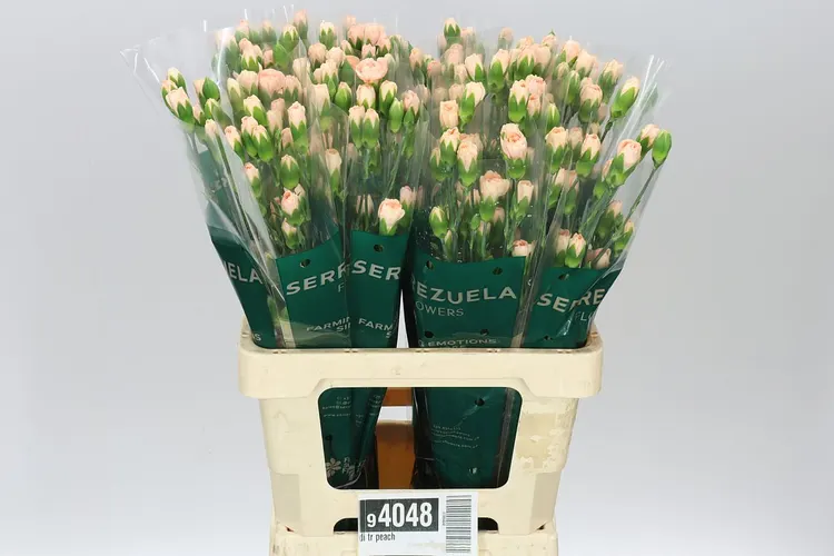 Karafiát trsový Peach 65 cm