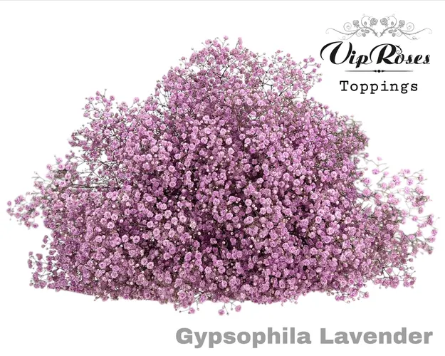 Gypsofila Pa Lavendel 80 cm
