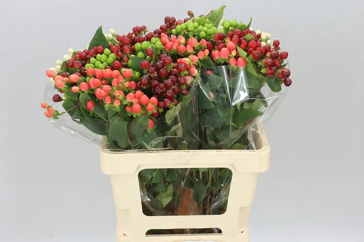 Hyp Rainbow 60 cm