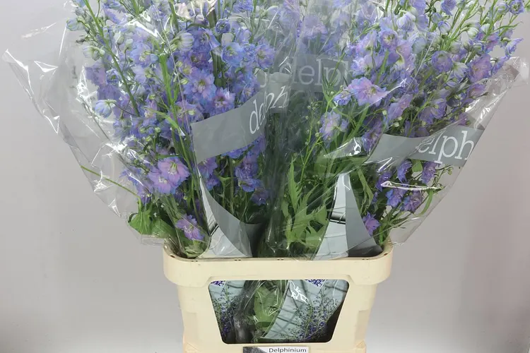 Delph El Blue Power 120 cm