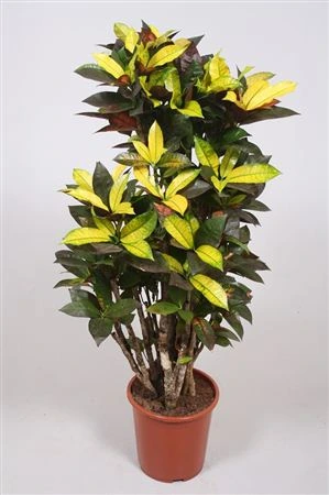 Codiaeum Mrs Iceton rozvetvené črepník 31 cm