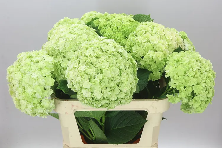 Hyd Highness Classic 80 cm