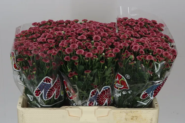 Chryzantéma santini Mad Cherry Tyolo 55 cm